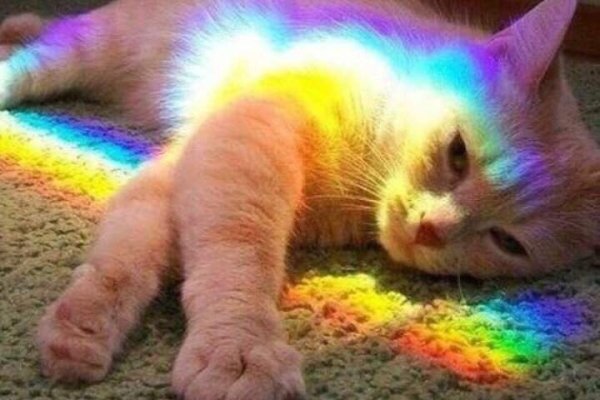 Магазин наркоты