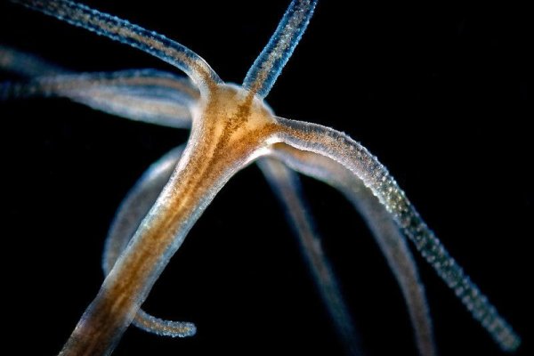 Kraken kraken link24 info